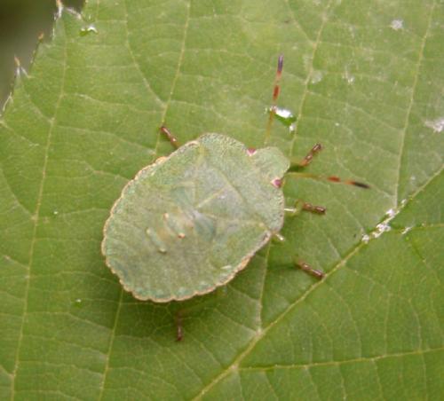 Palomena prasina