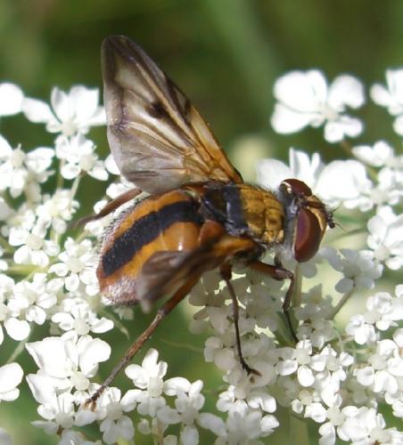Ectophasia crassipennis