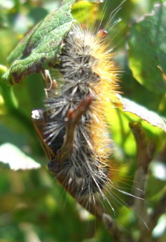 Acronicta auricoma