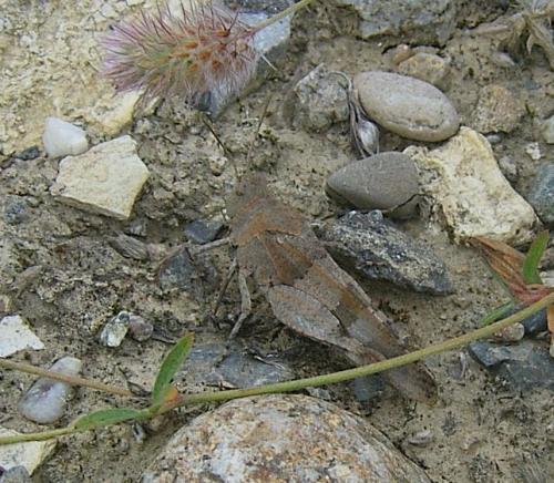 Oedipoda caerulescens caerulescens