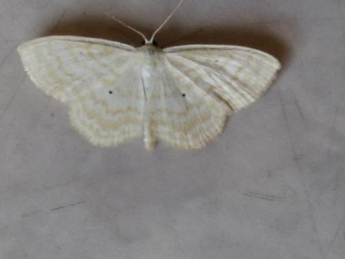 Réf. 22 837 : Scopula immutata