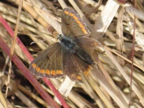 Aricia agestis