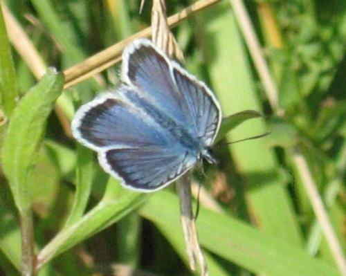 Plebejus sp.