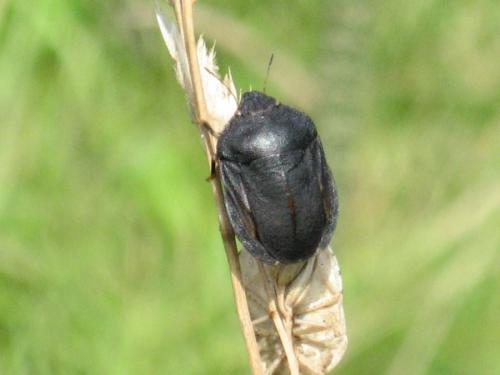 Eurygaster austriaca