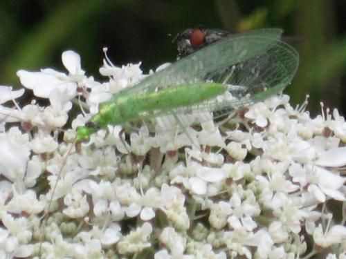 Réf. 22 102 : Chrysoperla affinis