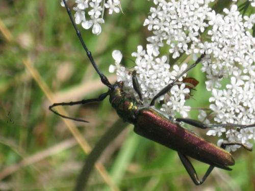 Aromia moschata