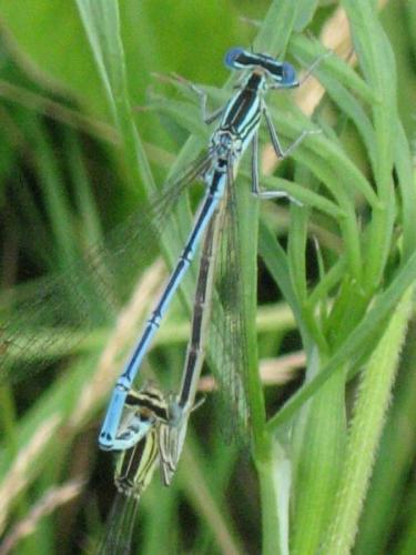 Platycnemis pennipes