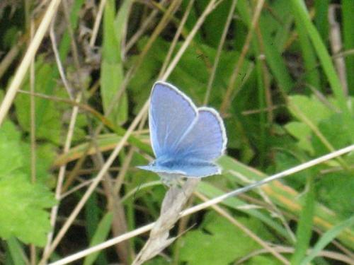 Polyommatus icarus