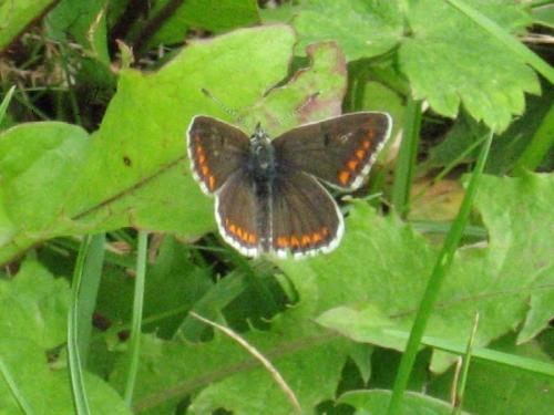 Aricia agestis