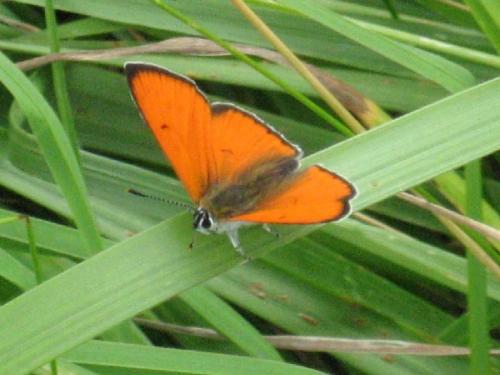 Lycaena dispar