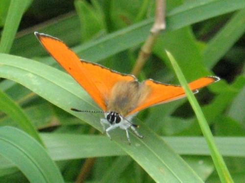 Lycaena dispar