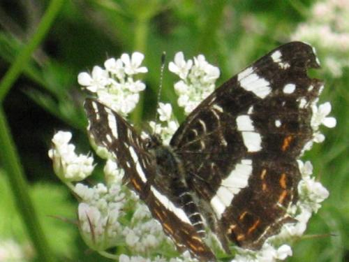 Araschnia levana