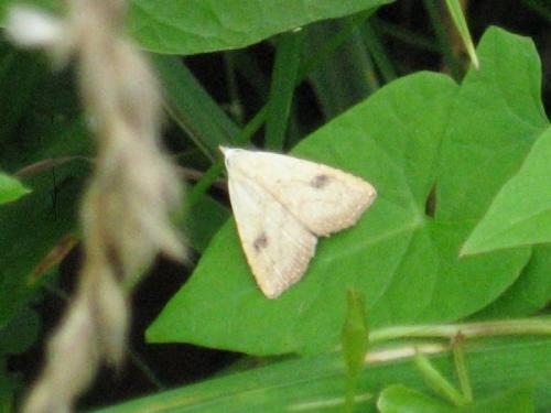 Rivula sericealis