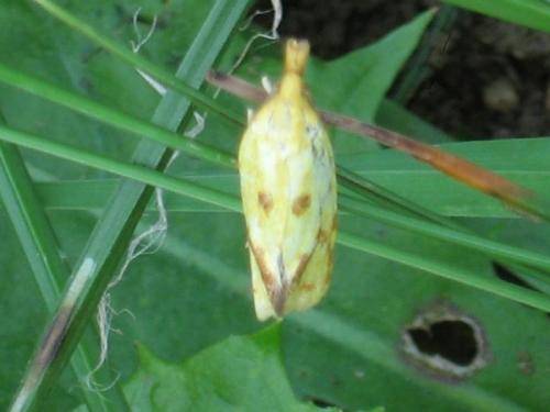Réf. 22 226 : Agapeta hamana