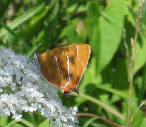 Thecla betulae