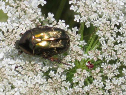 Réf. 22 234 : Potosia cuprea