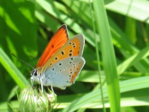 Lycaena dispar