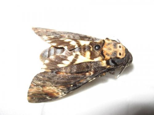 Réf. 22 684 : Acherontia atropos