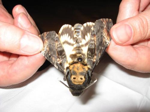 Acherontia atropos