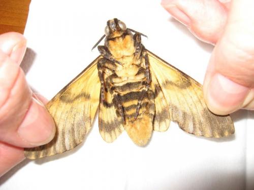 Acherontia atropos