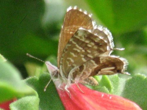 Réf. 22 845 : Cacyreus marshalli