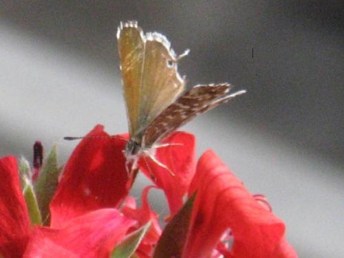 Réf. 22 846 : Cacyreus marshalli