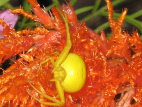 Misumena vatia