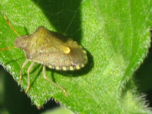 Peribalus strictus vernalis