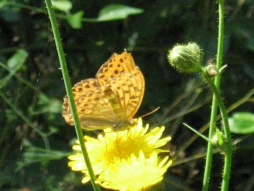 Argynnis paphia