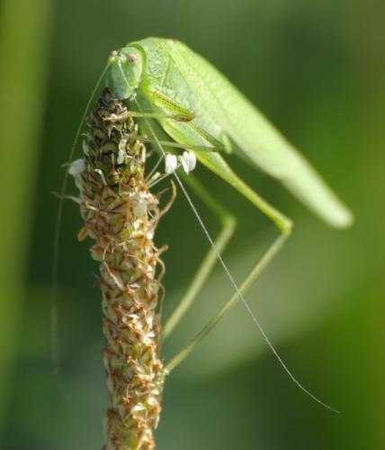 Phaneroptera nana