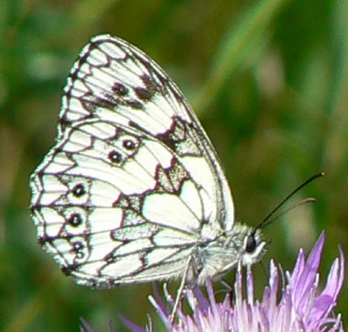 Melanargia galathea