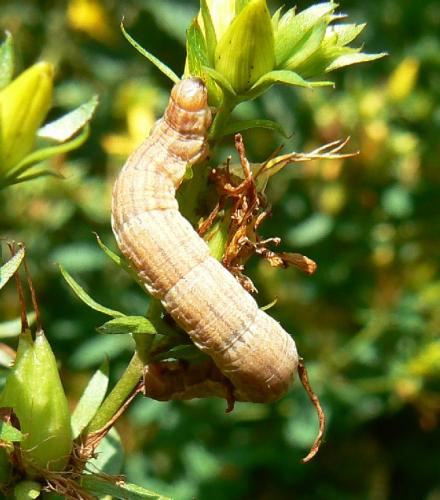 Réf. 22 173 : Aplocera praeformata
