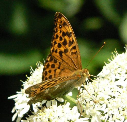 Réf. 22 165 : Argynnis paphia