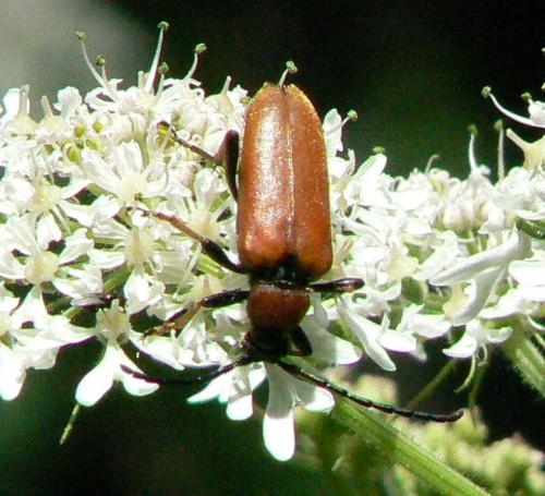 Stictoleptura rubra