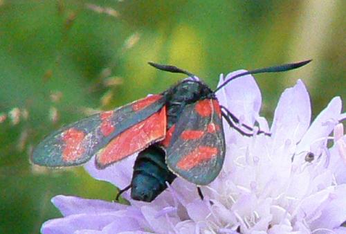 Zygaena sp.
