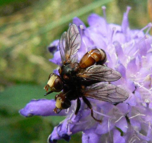 Réf. 22 245 : Sicus ferrugineus