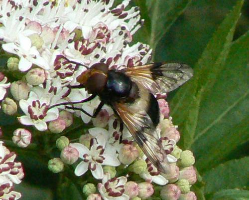 Volucella pellucens