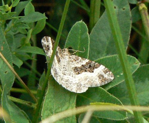 Epirrhoe alternata