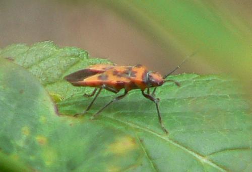 Corizus hyoscyami hyoscyami