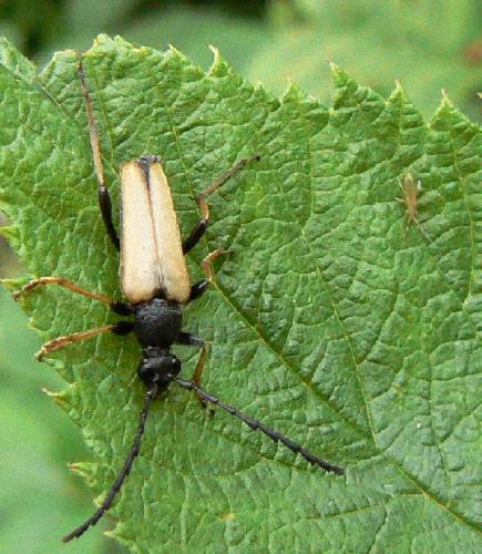 Stictoleptura rubra