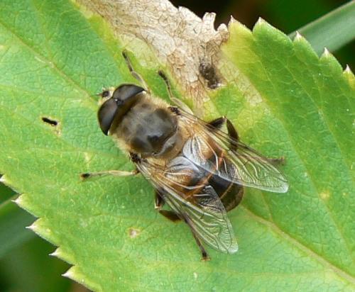 Eristalis tenax