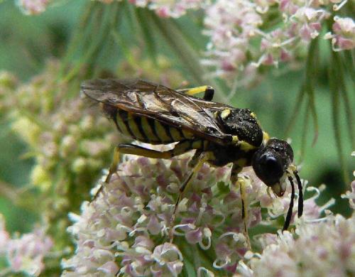 Tenthredo sp.