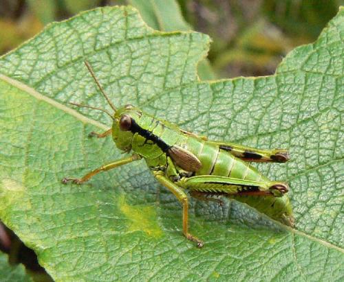 Miramella alpina subalpina
