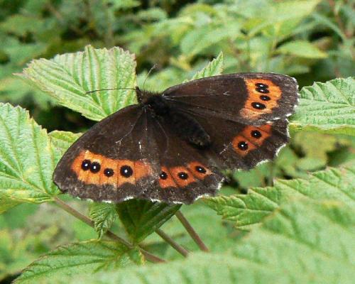 Erebia ligea