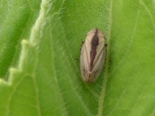 Philaenus spumarius