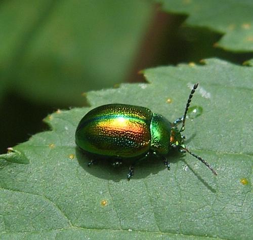 Réf. 22 077 : Chrysolina fastuosa