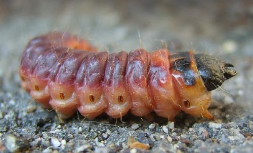 Réf. 22 360 : Cossus cossus