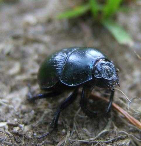 Anoplotrupes stercorosus