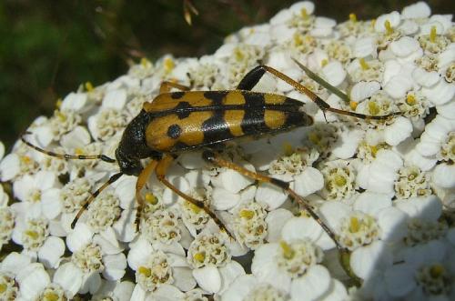 Rutpela maculata