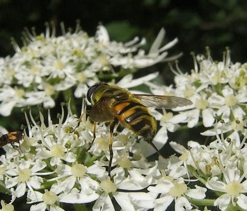 Myathropa florea